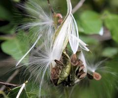 Pergularia daemia daemia