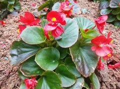 Begonia cucullata hookeri