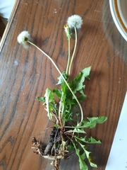 Taraxacum officinale
