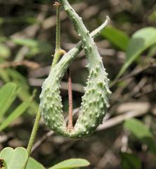 Pergularia daemia daemia