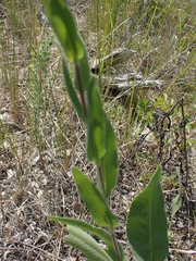 Solidago rigida humilis