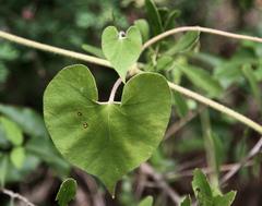 Pergularia daemia daemia