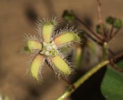 Pergularia daemia daemia