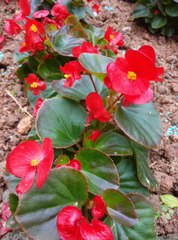 Begonia cucullata hookeri