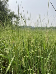 Zizania palustris