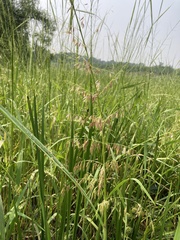 Zizania palustris