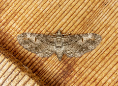 Eupithecia graefii