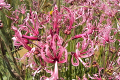 Nerine