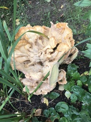 Laetiporus sulphureus