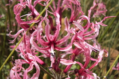 Nerine