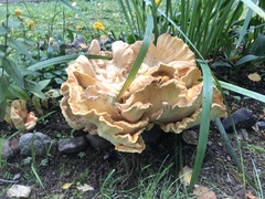 Laetiporus sulphureus