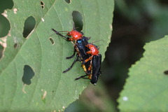 Themus impressipennis