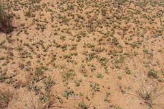 Mossia intervallaris