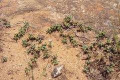 Mossia intervallaris