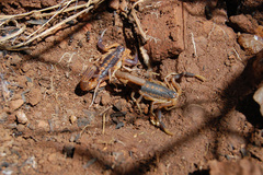 Uroplectes triangulifer