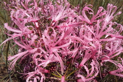 Nerine