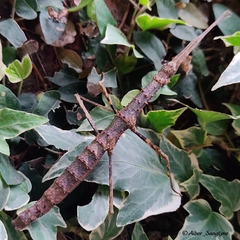 Menexenus lacertinus