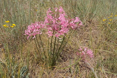 Nerine