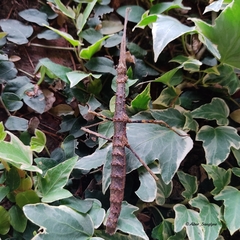 Menexenus lacertinus