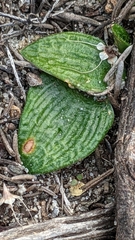 Eriochilus collinus collinus