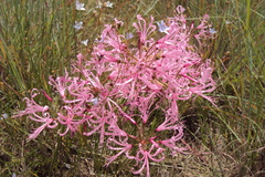 Nerine