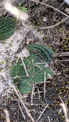 Eriochilus collinus collinus