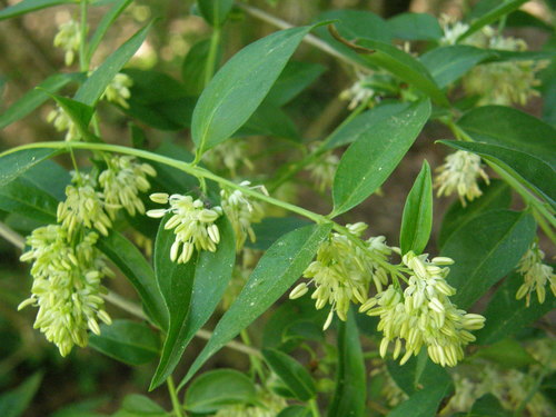 Fontanesia phillyreoides · NaturaLista Mexico