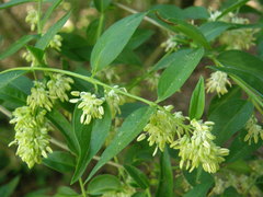 Fontanesia phillyreoides