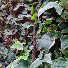 Menexenus lacertinus