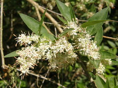 Fontanesia phillyreoides
