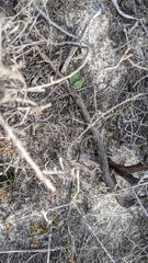 Eriochilus collinus collinus