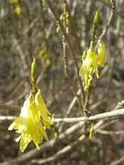 Forsythia viridissima