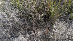 Eriochilus collinus collinus