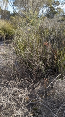 Eriochilus collinus collinus