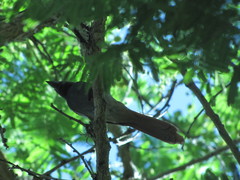 Terpsiphone viridis granti