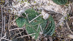 Eriochilus collinus collinus