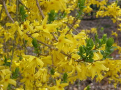 Forsythia ovata