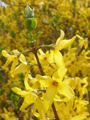 Forsythia ovata
