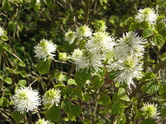 Fothergilla major