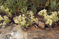 Crassula setulosa setulosa