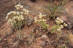 Crassula setulosa setulosa