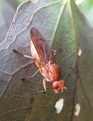 Tetanocera arrogans