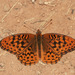 Hydaspe Fritillary - Photo (c) Bill Bouton, some rights reserved (CC BY-SA)