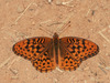 Hydaspe Fritillary - Photo (c) Bill Bouton, some rights reserved (CC BY-SA)