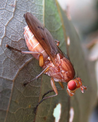 Tetanocera arrogans