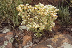 Crassula setulosa setulosa