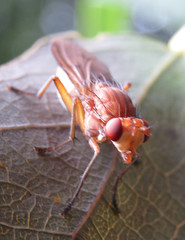 Tetanocera arrogans