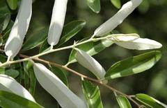 Grewia bicolor bicolor