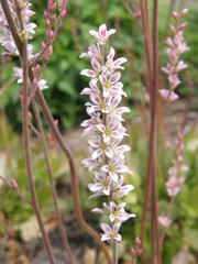 Francoa sonchifolia