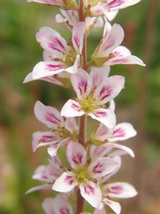 Francoa sonchifolia